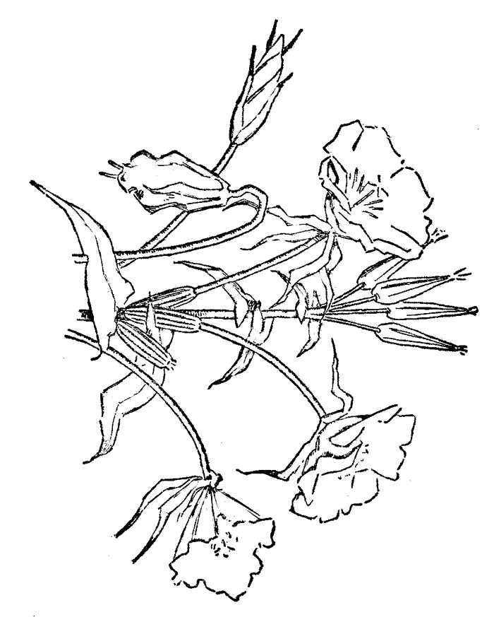 Lovely flowers appear in these printable coloring book pictures.