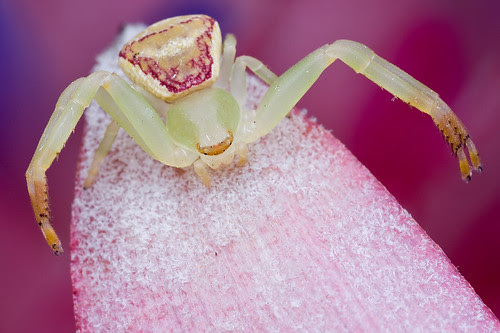 pinkish crab spider IMG_3879 copy