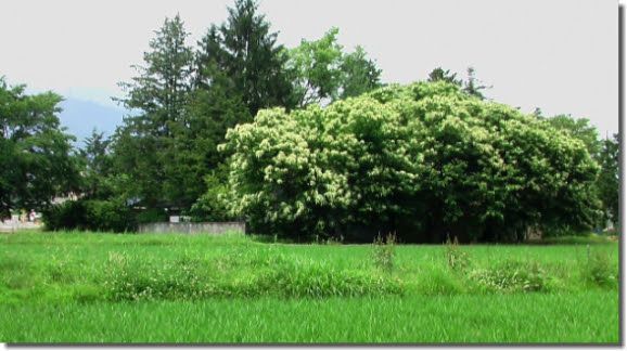 栗の花
