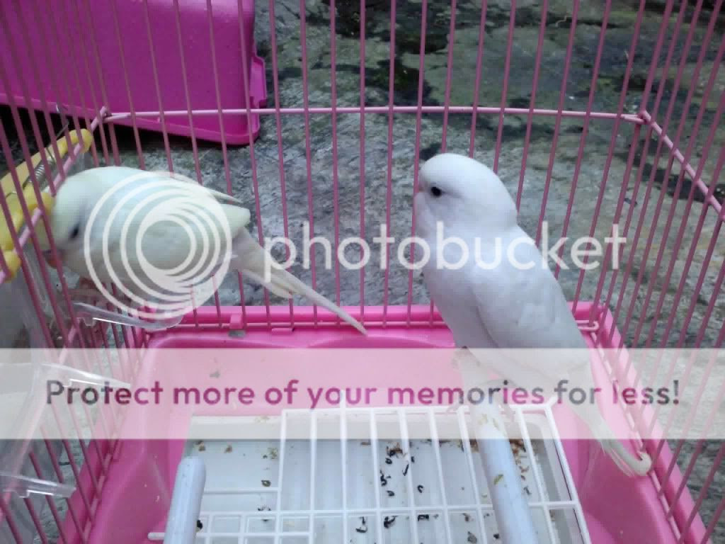 sun shine dan snowbell