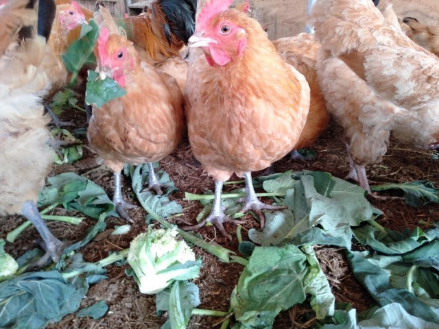 半年以上かけてゆっくりと育った若鶏たちが産んだ初産み玉子40個セット