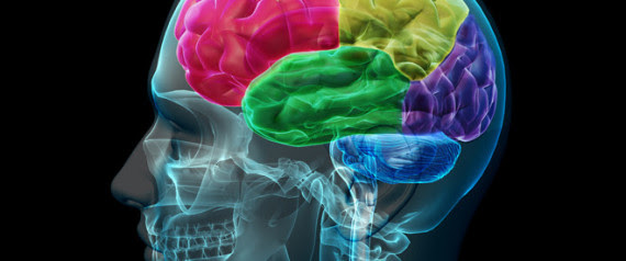 BRAIN