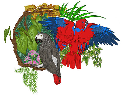 Parrot Tattoo drawing