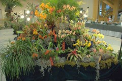 Western North Carolina Orchid Show