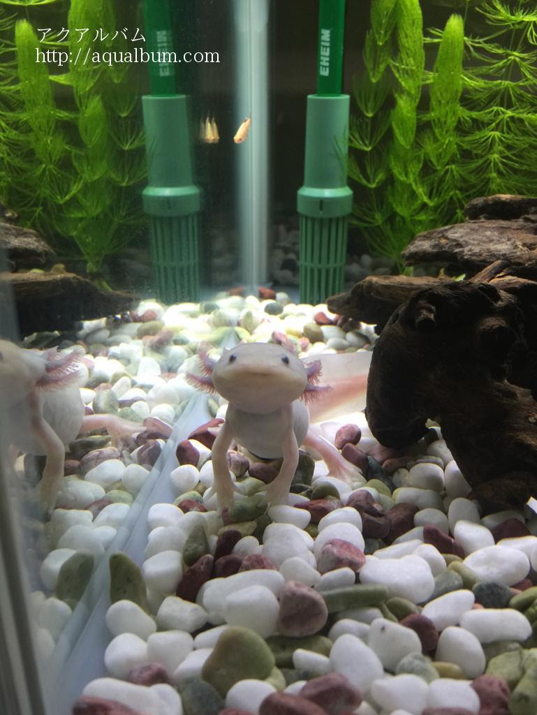 メキシコサラマンダー アホロートル ウーパールーパー アクアリウム飼育図鑑