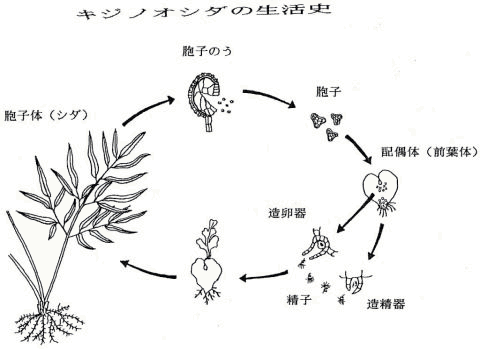 水 森 いのちを守るラブリーアースjapanー森のひとり言