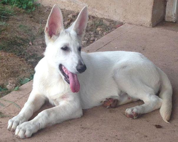 56 Top Photos White German Shepherd Puppies Virginia / German Shepherd Puppies For Sale | Virginia Beach, VA #182530