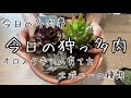 √完了しました！ 多肉 チャンネル 320234-Portobello market 多肉 チャンネル