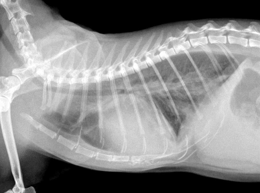 Dyspnee Chez Un Chat