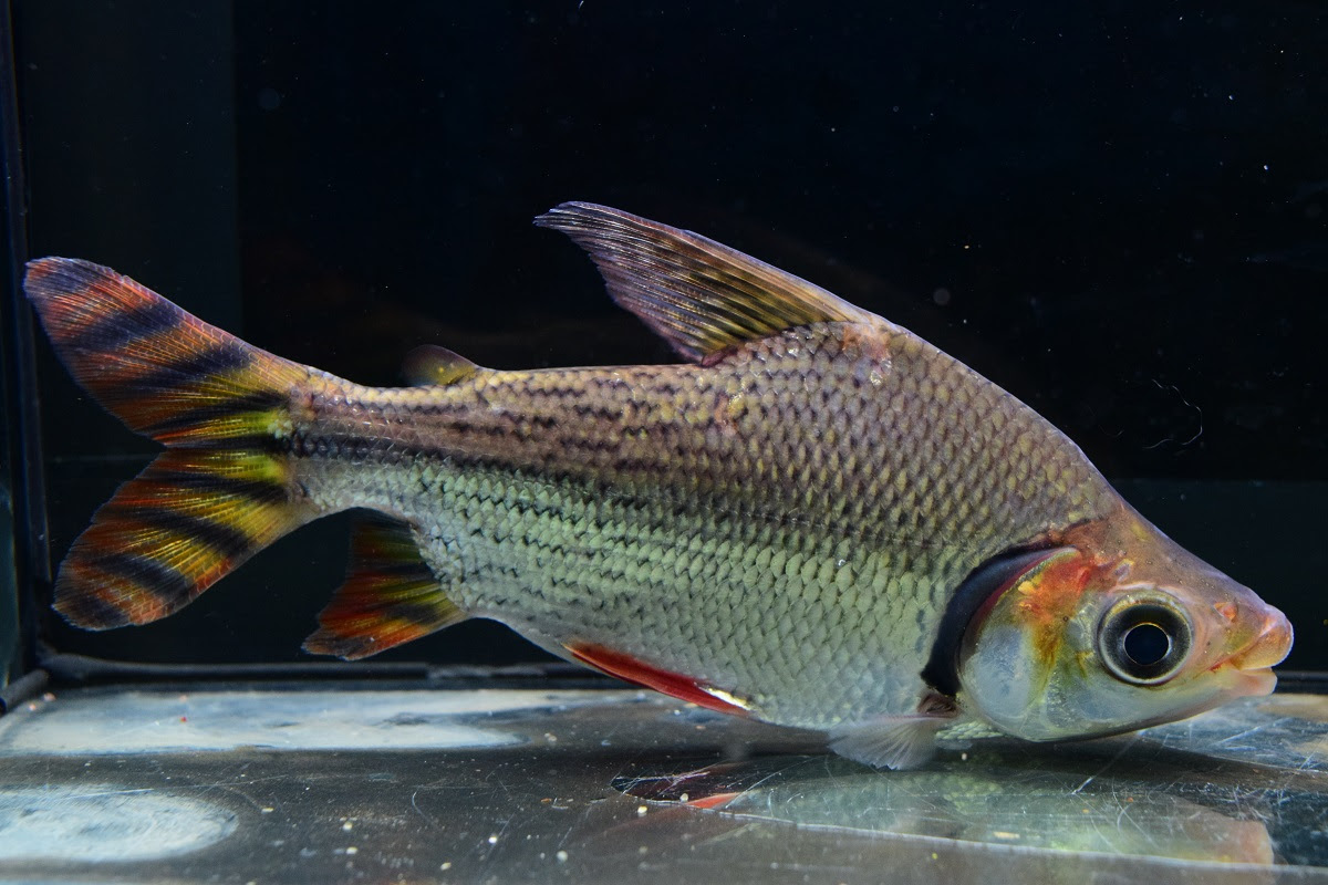 入荷魚紹介 静岡市の熱帯魚専門店 大型魚 古代魚 珍魚 World Rivers