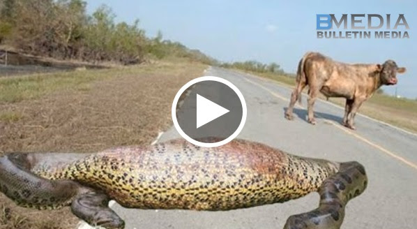 Anak Lembu Mati Dipatuk Ular. Ibu Lembu Marah Lepas tu Serang Ular Melepaskan GERAM!!
