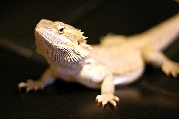 Loki 3 12/22/10