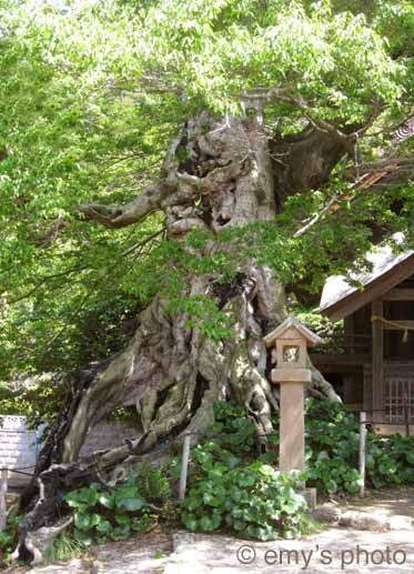 $極楽手帳～写真家＆タロット鑑定士EMYのブログ