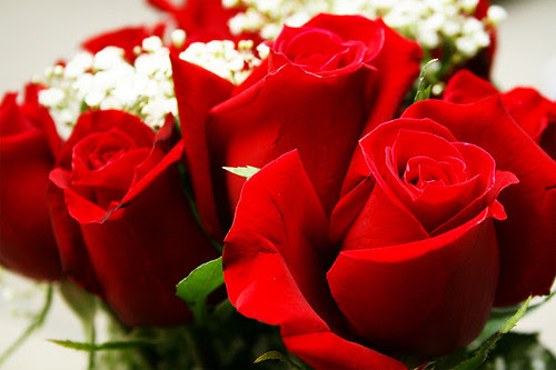 roses