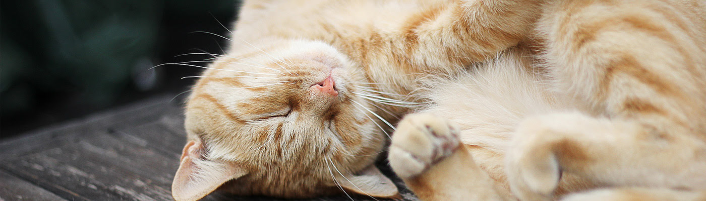 ねこがパンをこねこね ニトリのパン型クッションと猫のコラボに癒やされる ねこのごろごろブログ