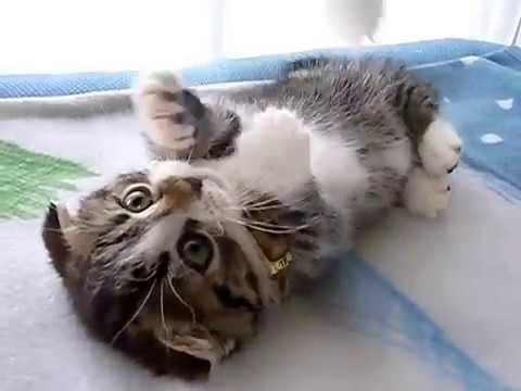 癒される 子猫マンチカンの高画質な画像まとめ 写真まとめサイト Pictas