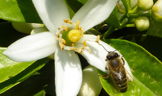 The nectar of caffeinated plants, like this citrus flower, give honeybees a memory jolt. ( Photo: Geraldine Wright )