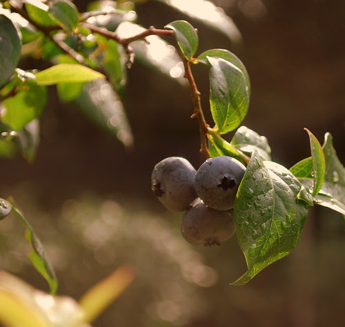 Macombers Blueberry Stand Trio