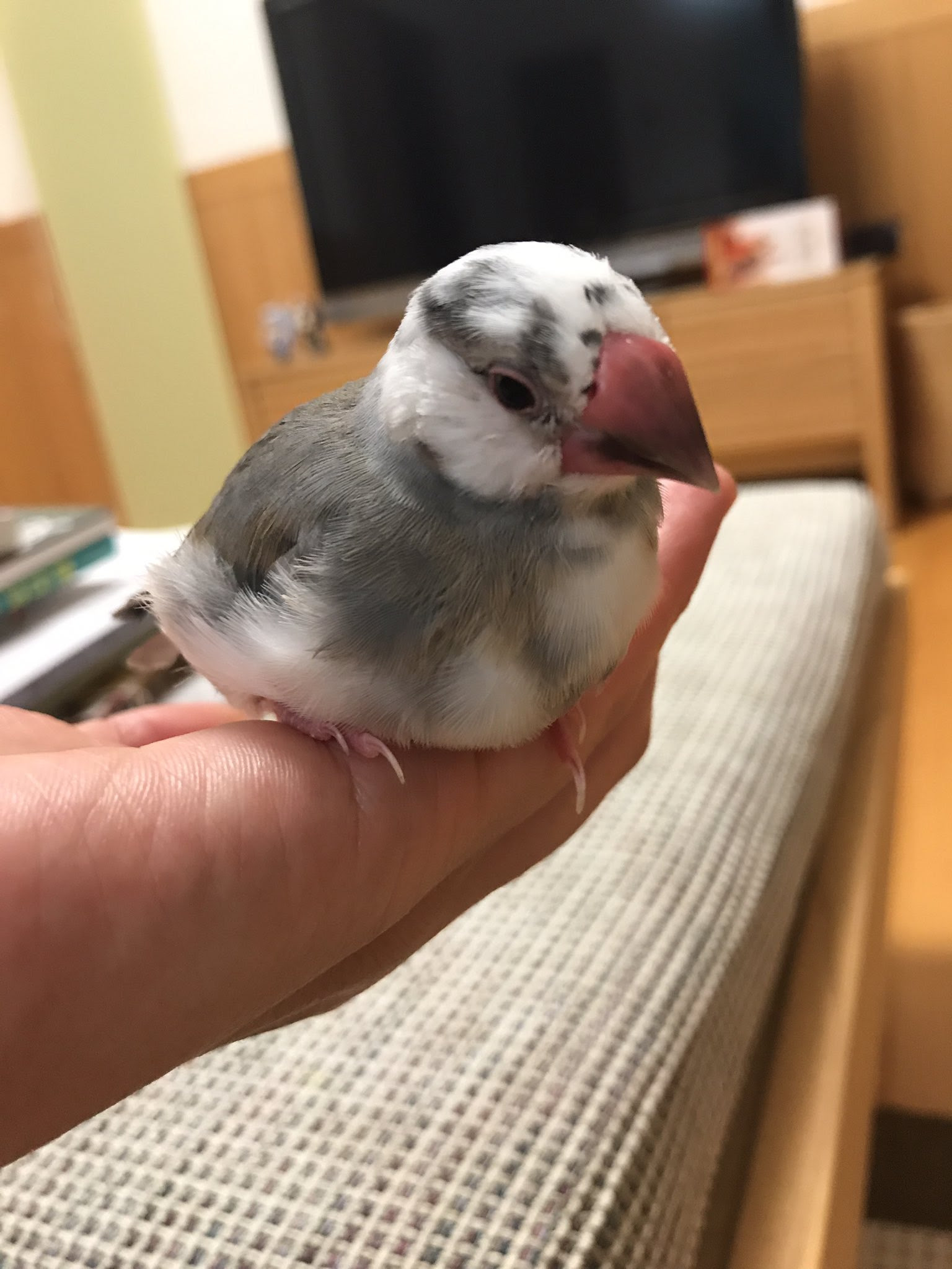 文鳥 In ごま塩文鳥ひなかわいいよ 頭がツートンカラーの子の方は動きが早すぎて全く撮影できませんw