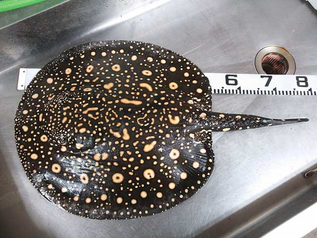 巨大淡水エイ 名古屋のはく製屋さん