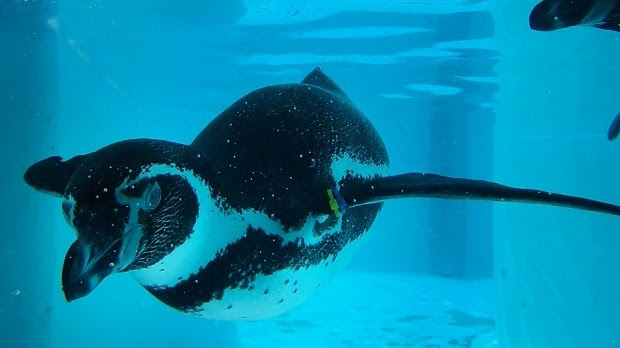 王子動物園17 ペンギン 飛ぶように泳ぐ 神戸市 灘区 週末おでかけmap