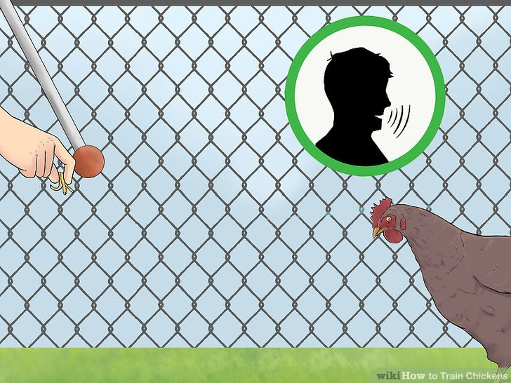 Train Chickens Step 15.jpg