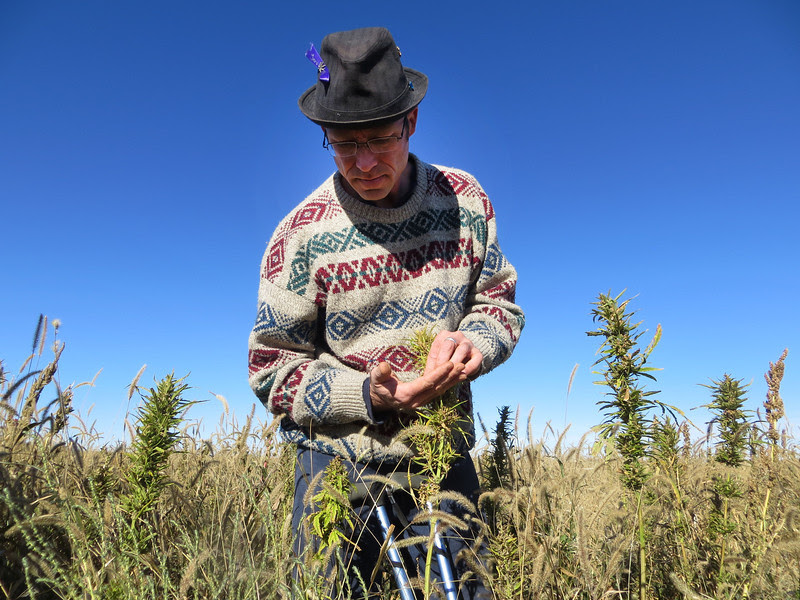 colorado-hemp-harvest-005.JPG