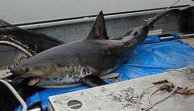 ネズミザメ 海水魚の種類と釣り方