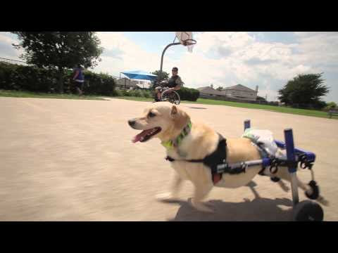 Todos pensaban que este perro era una carga... Hasta que encontró su casa para siempre