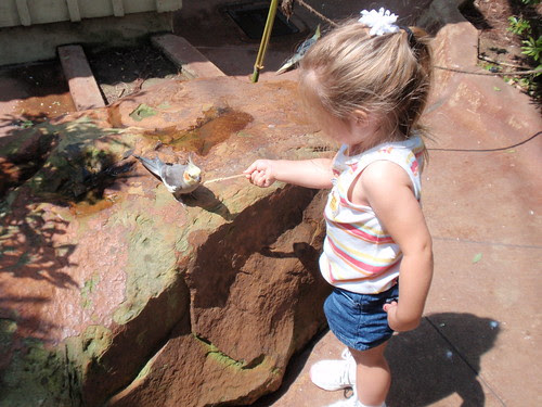 Feeding the bird