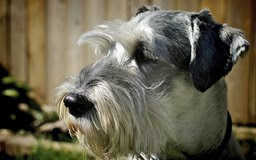 How to Best Clean the Whiskers of a Schnauzer Dog Care 