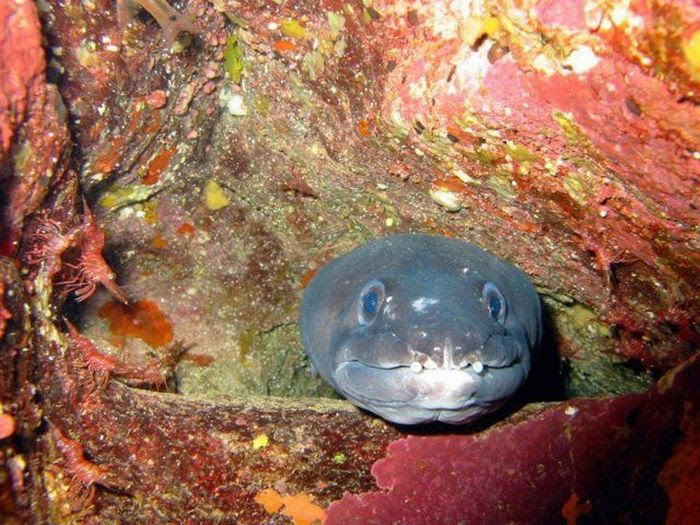 The Ugliest and Scariest Fishes (21 pics)