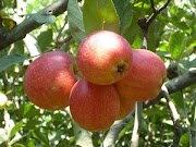 Beautifull BUDIDAYA BUAH APEL PEMUPUKAN YANG TEPAT SESUAI SYARAT TUMBUH TANAMAN APEL, paling populer!