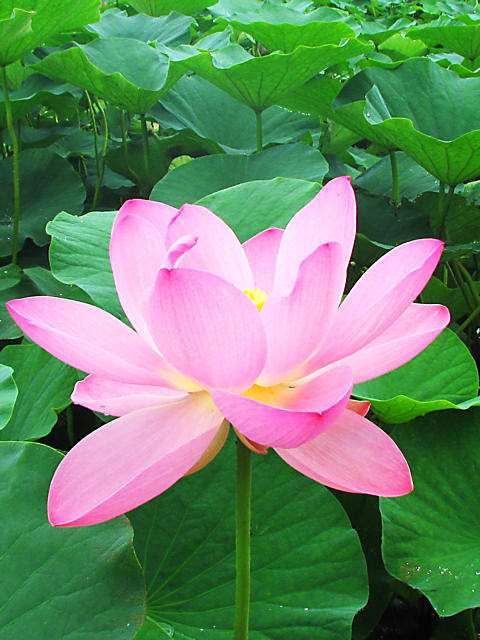 Iphone 待ち受け 花 花畑 待ち受け Iphone Berkah Picturexth4u