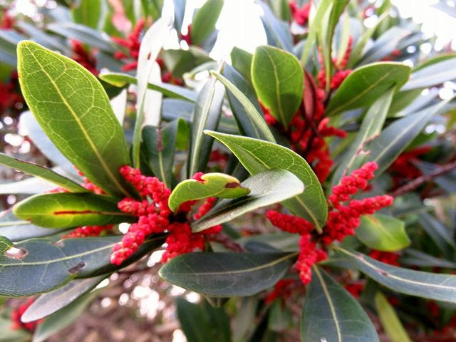 ヤマモモの花とミツバアケビの花 私の散歩道