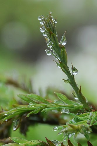 2012 05 19_Nélia Susana122A