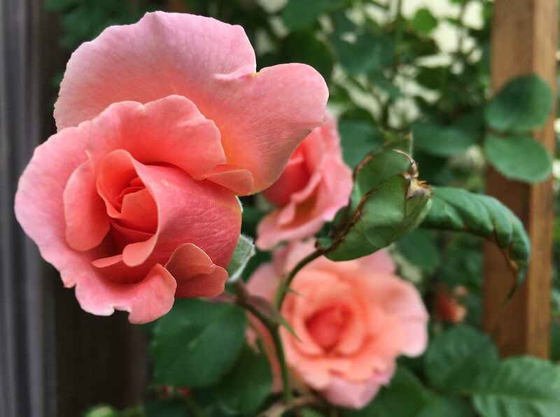 強い西日に北風 無農薬でも育つバラ いまじん東海