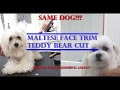 Teddy Bear Dog Haircut Maltipoo