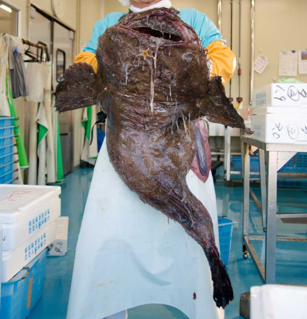 アンコウは凄い魚 旬 産地 食べ方をを魚屋が解説