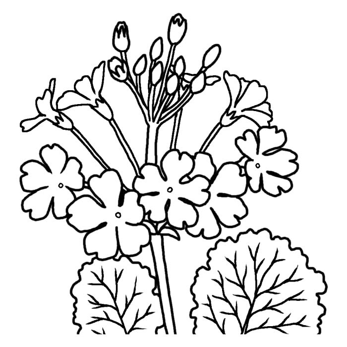 サクラソウ 桜草 白黒 大阪府の花 都道府県の木 花 鳥イラスト素材