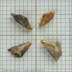 Abies balsamea seeds - Jodła balsamiczna nasiona