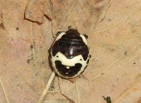 ハート模様の虫を発見 この名前は 画像有 Shionの部屋 楽天ブログ