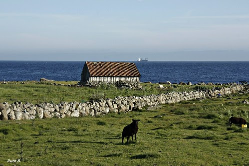 _MG_8383 ab
