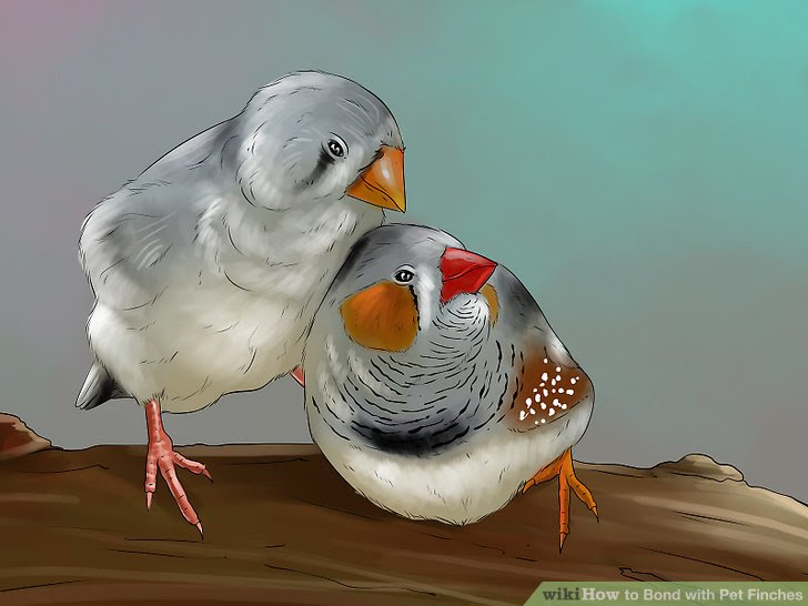 Bond with Pet Finches Step 2.jpg