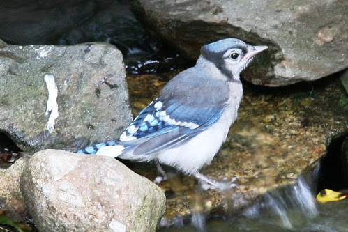 fledgeling bluejay