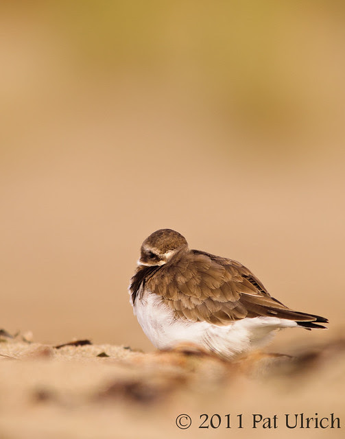 Plover at rest - Pat Ulrich Wildlife Photography