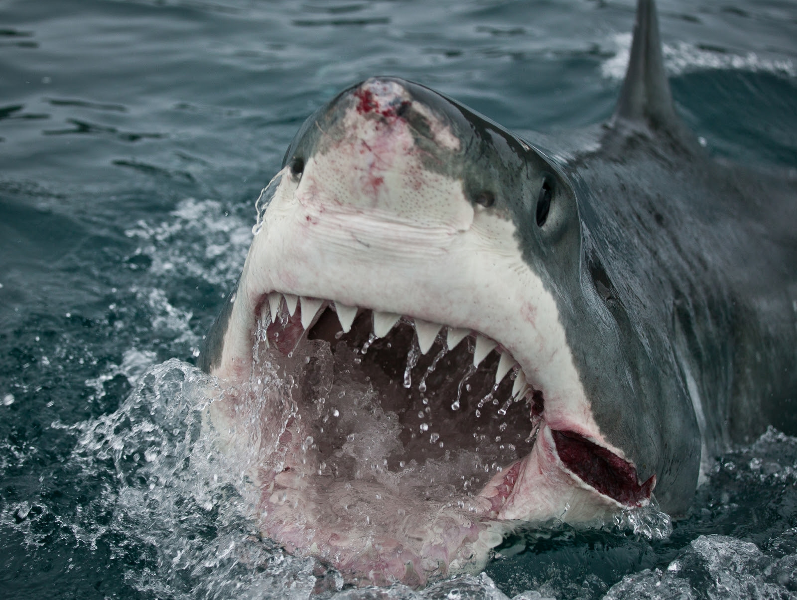 How long are great white sharks teeth