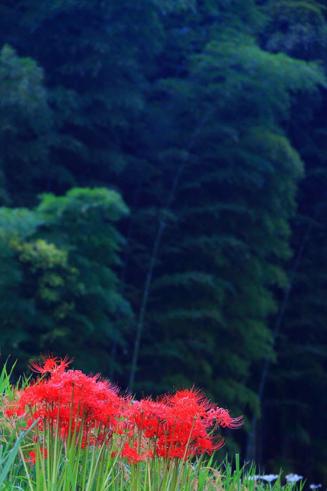 竹林と彼岸花640 960 スマホ壁紙iphone用640x960 3 480