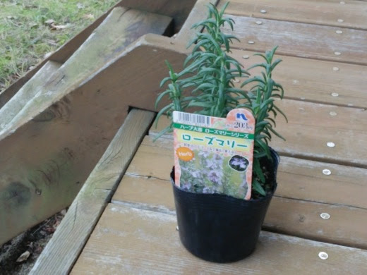 Satoshi S 父子家庭日記 ローズマリーが枯れたので苗を買ってきて植え替えたの巻