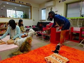麻布大学４名の女子学生さん ねこ喫茶とうせいへ相模原の猫カフェ ブログ 神奈川県 相模原市 淵野辺のカフェ ねこ喫茶とうせい